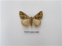 藏品(尺蛾119)的圖片